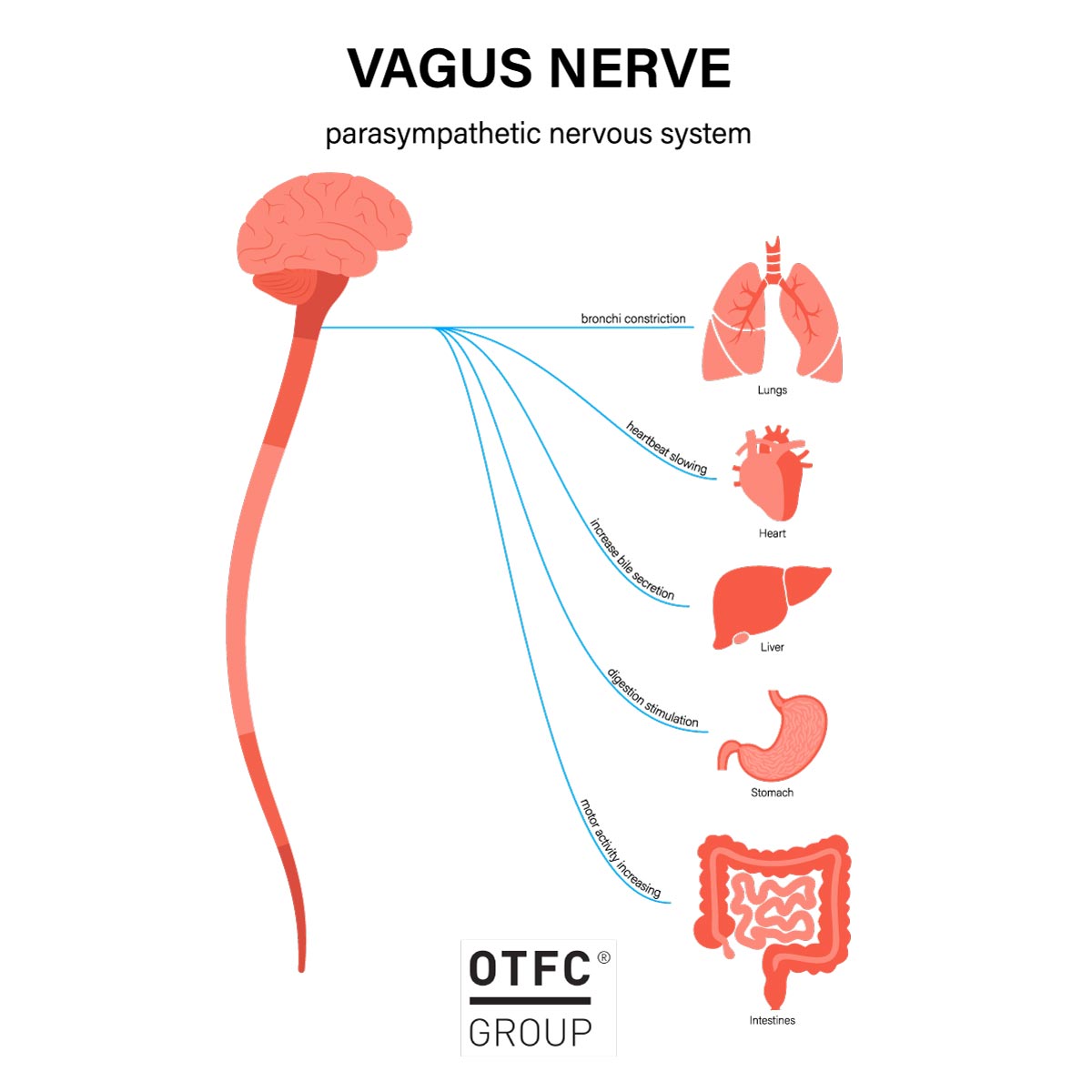 VAGUS nerve - parasympathetic nervous system